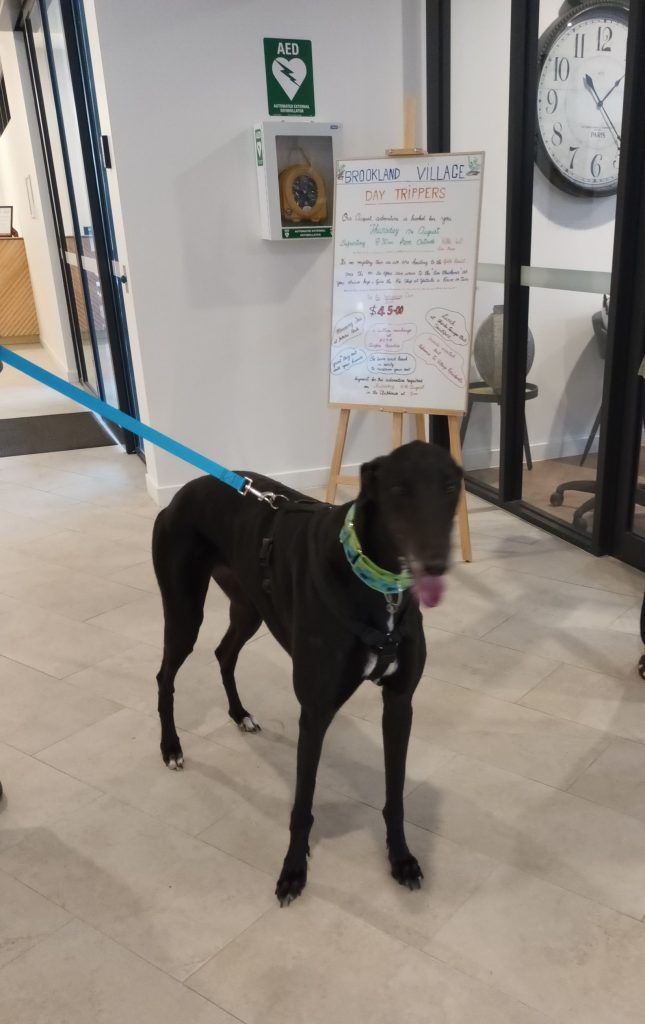 Ollie, a black greyhound dog stands in a foyer with a blue leash and green collar on. A whiteboard can be seen in the background.