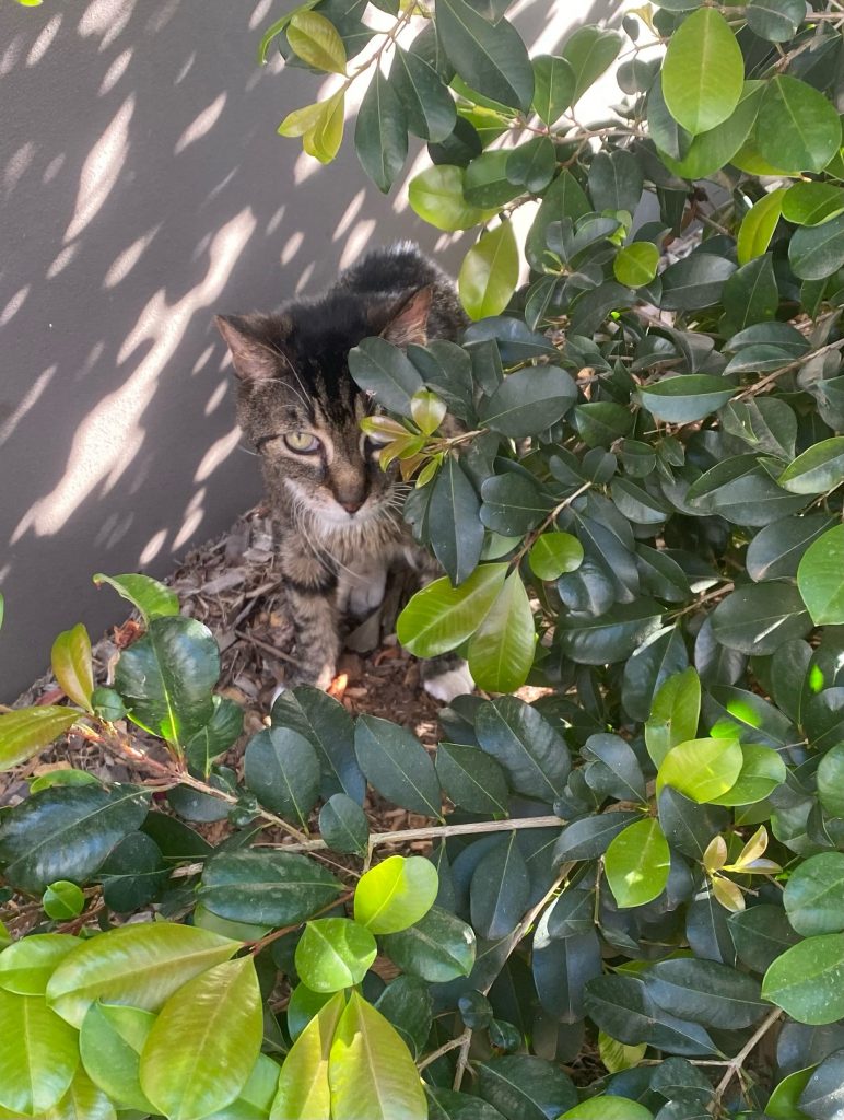 Cougar the cat hiding amongst the garden at Brookland.